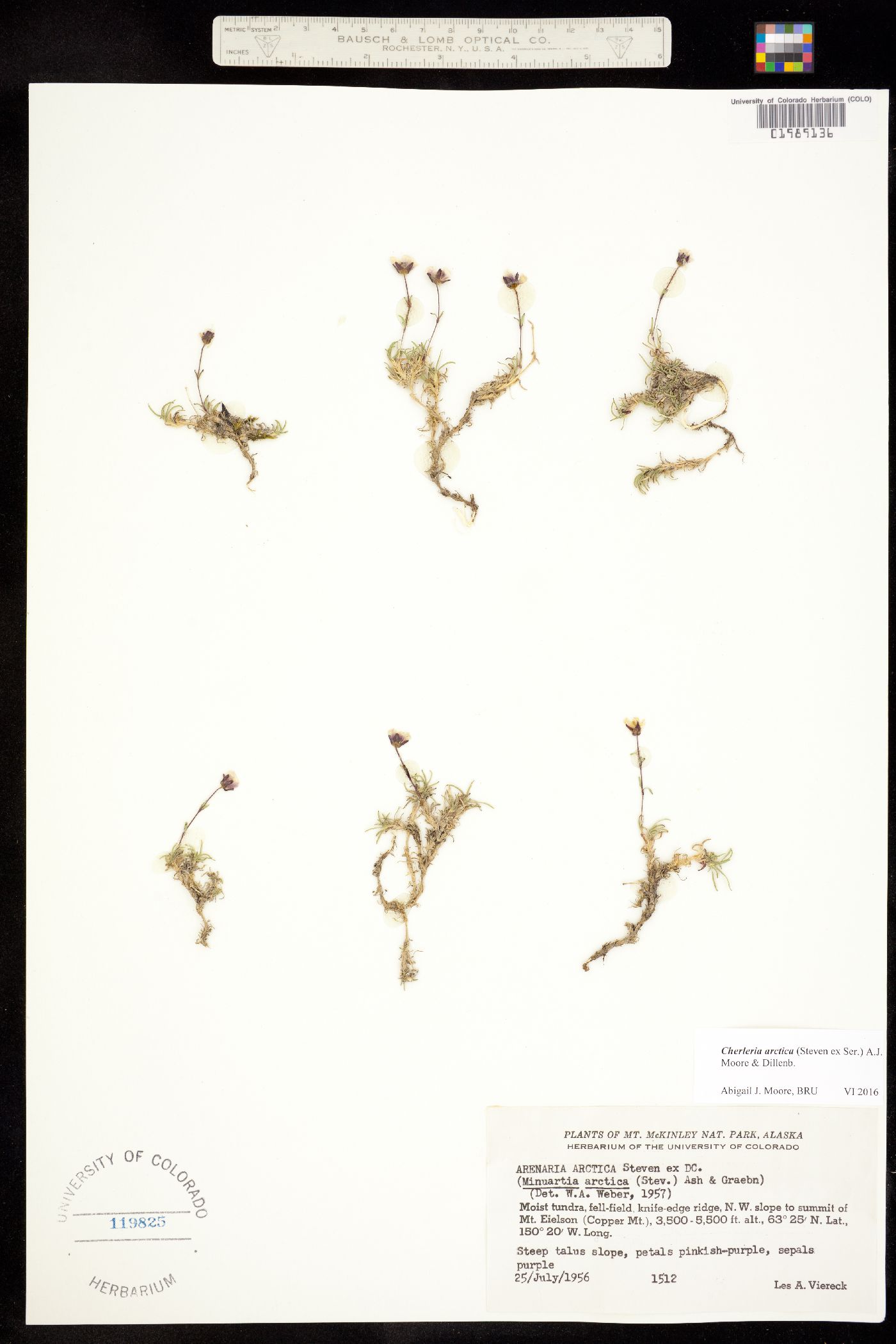 Minuartia arctica image