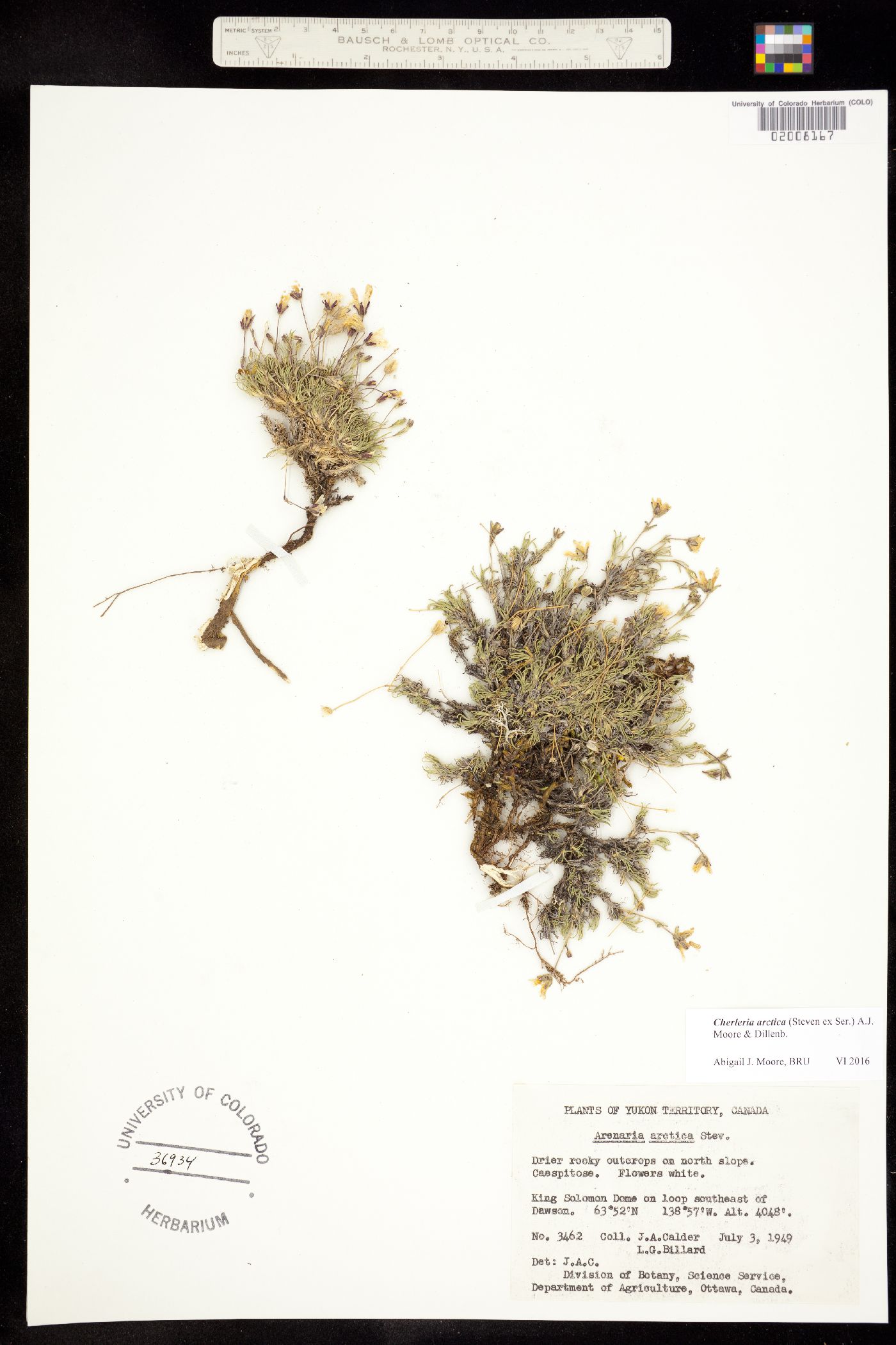 Lidia arctica image