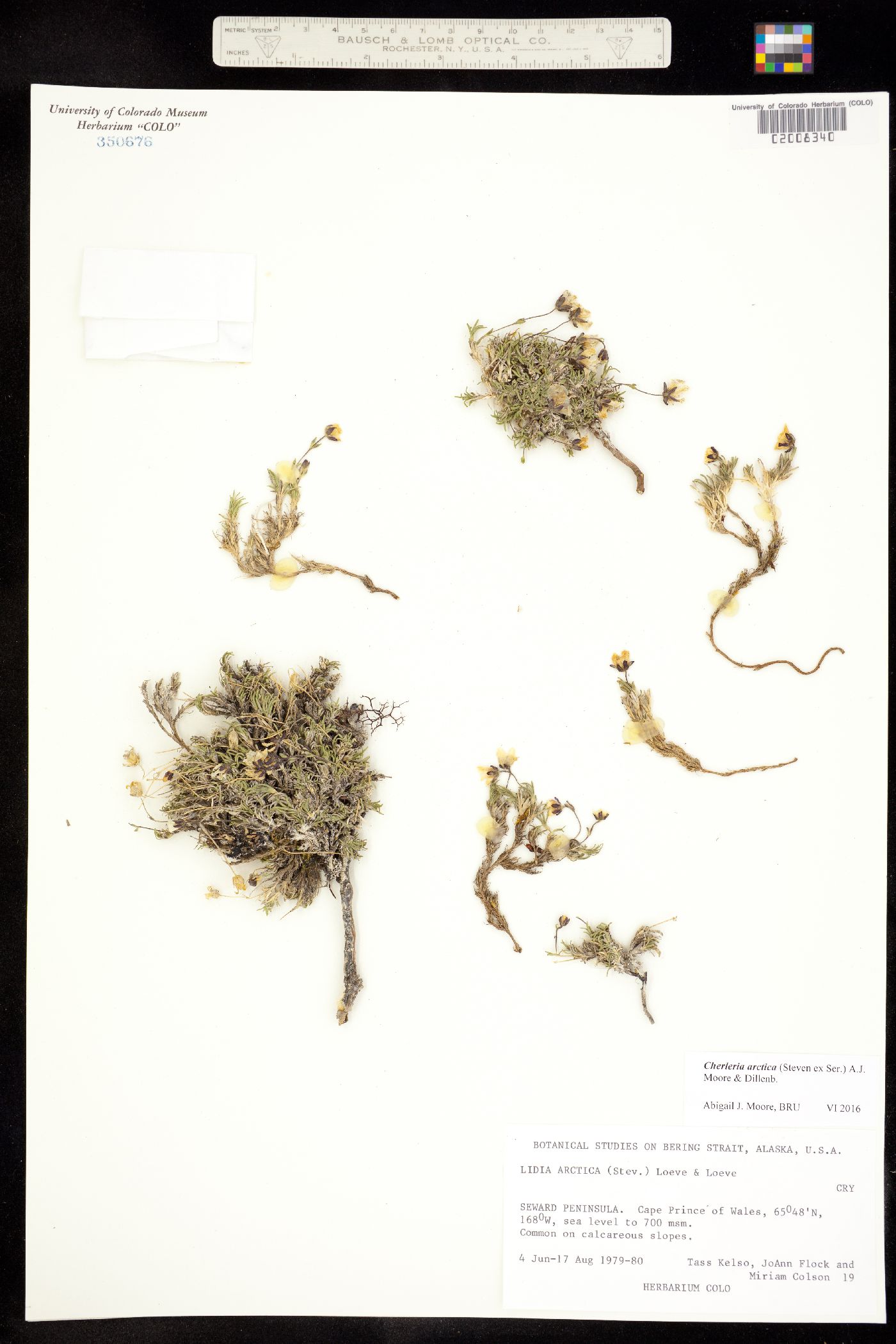 Lidia arctica image