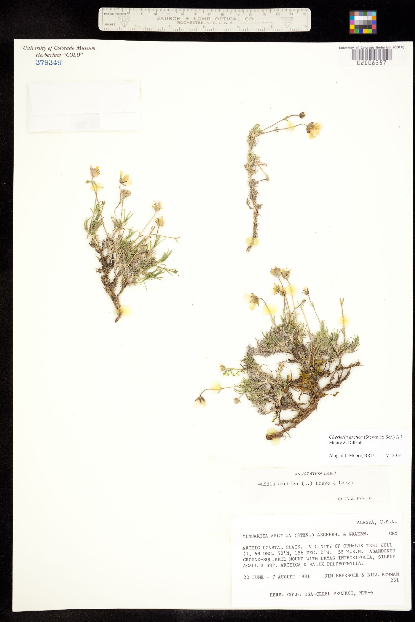 Minuartia image