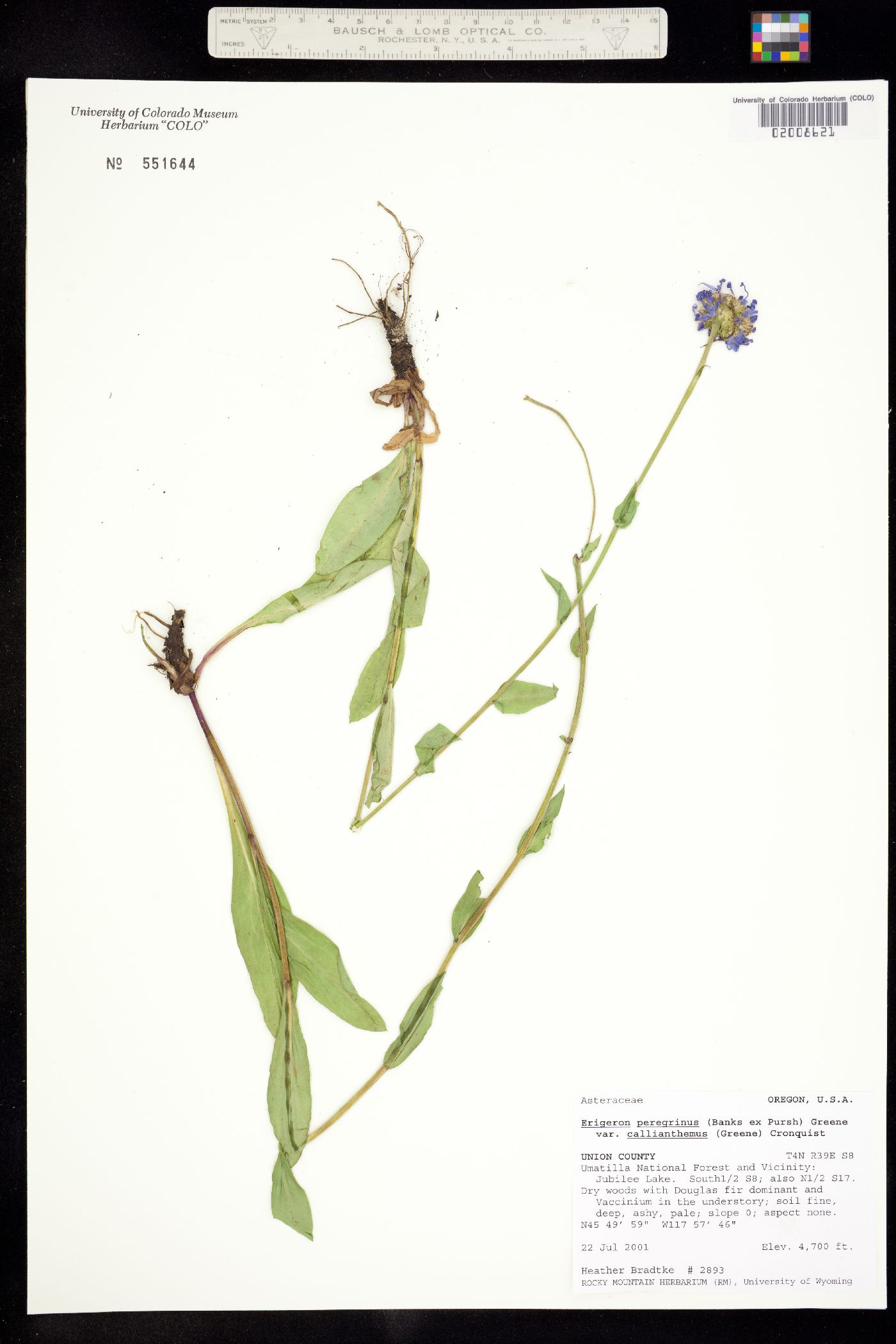 Erigeron glacialis image