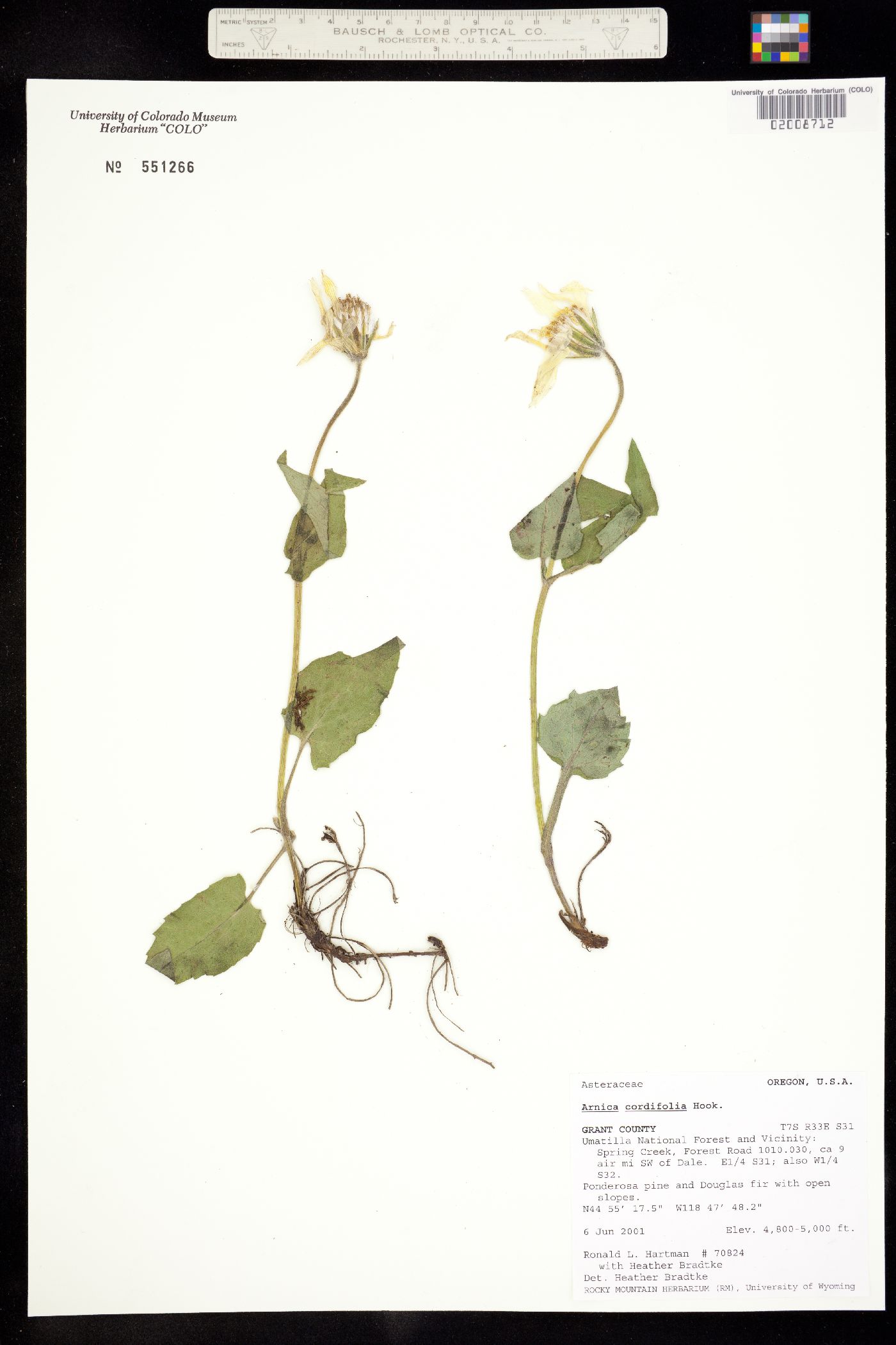 Arnica cordifolia image