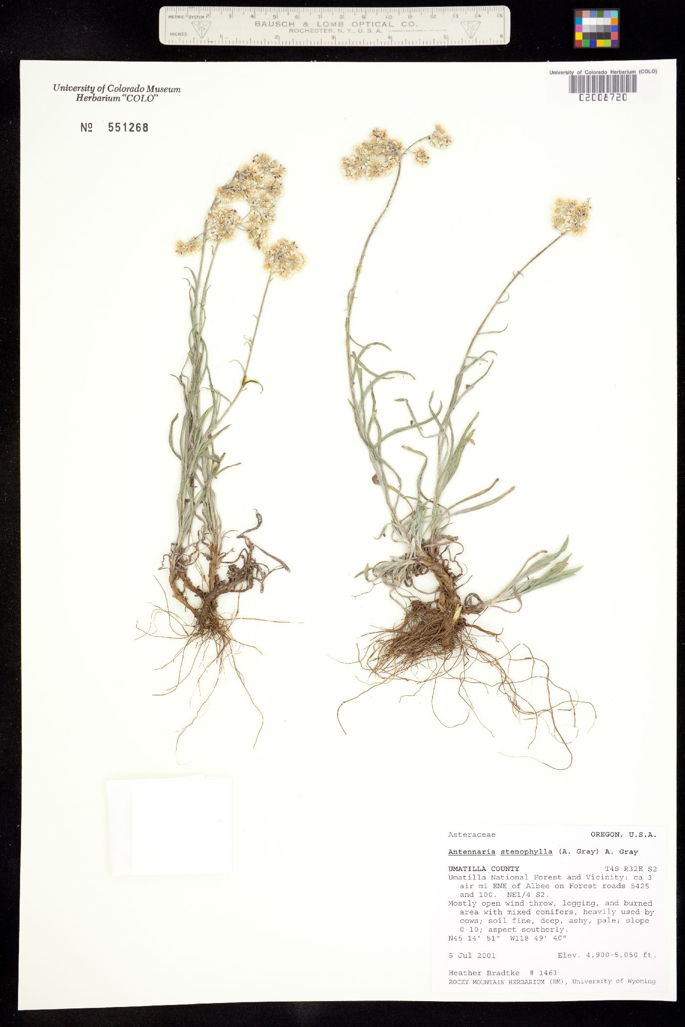 Antennaria stenophylla image