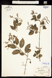 Tournefortia laurifolia image