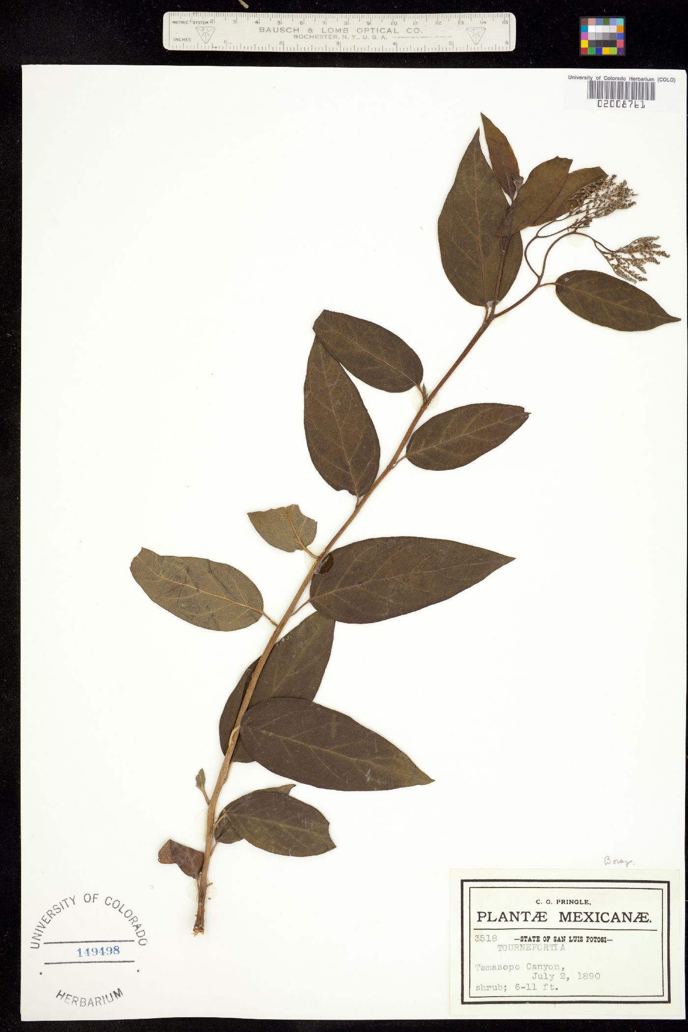 Tournefortia image