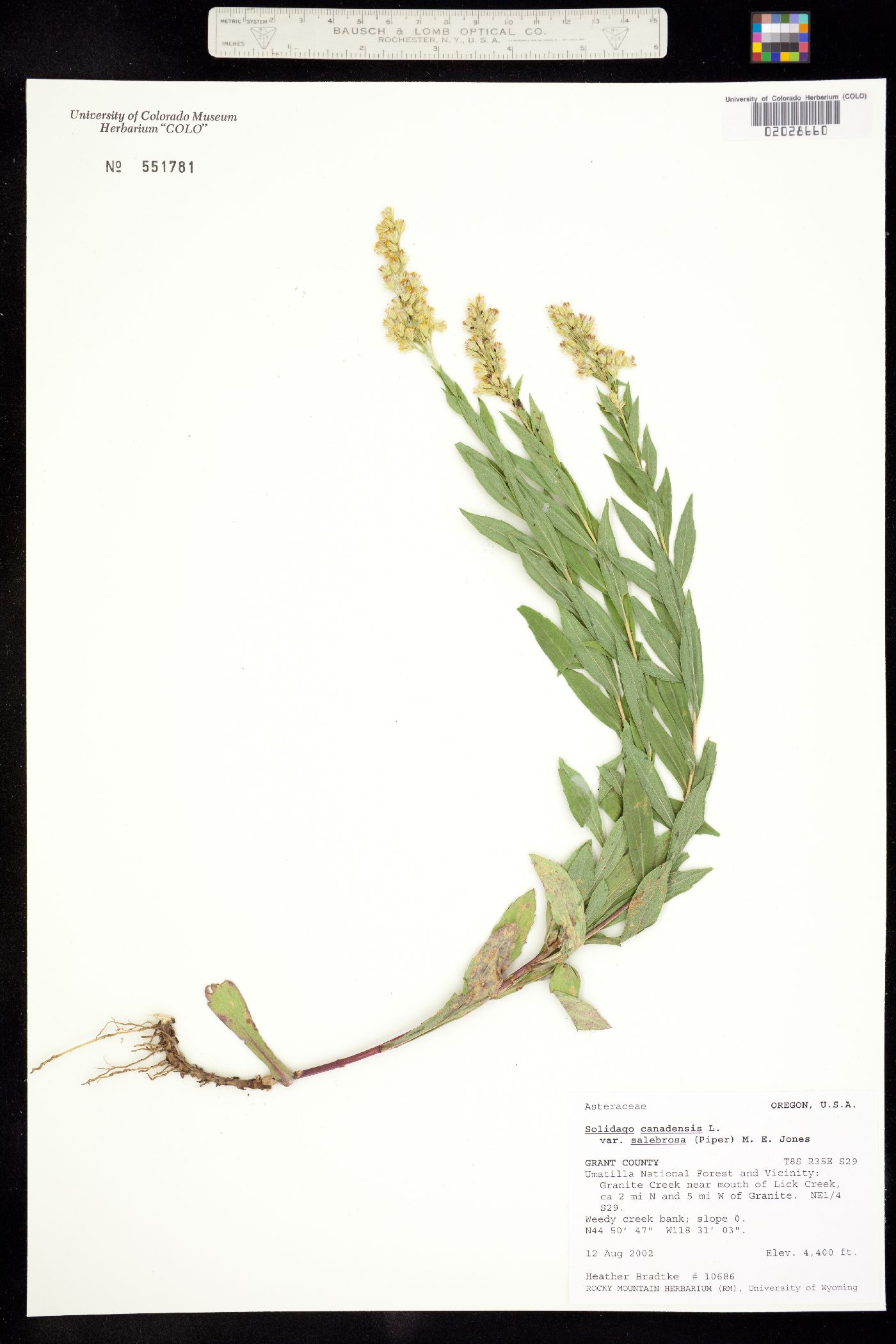 Solidago canadensis image