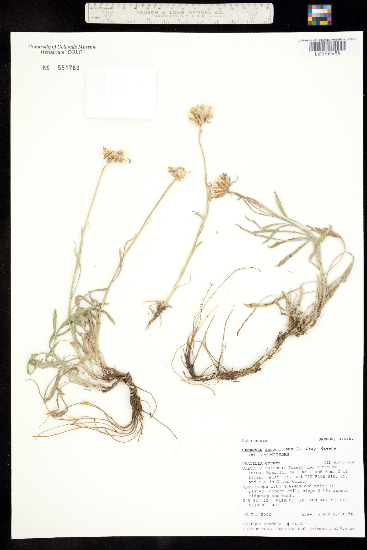 Stenotus lanuginosus image