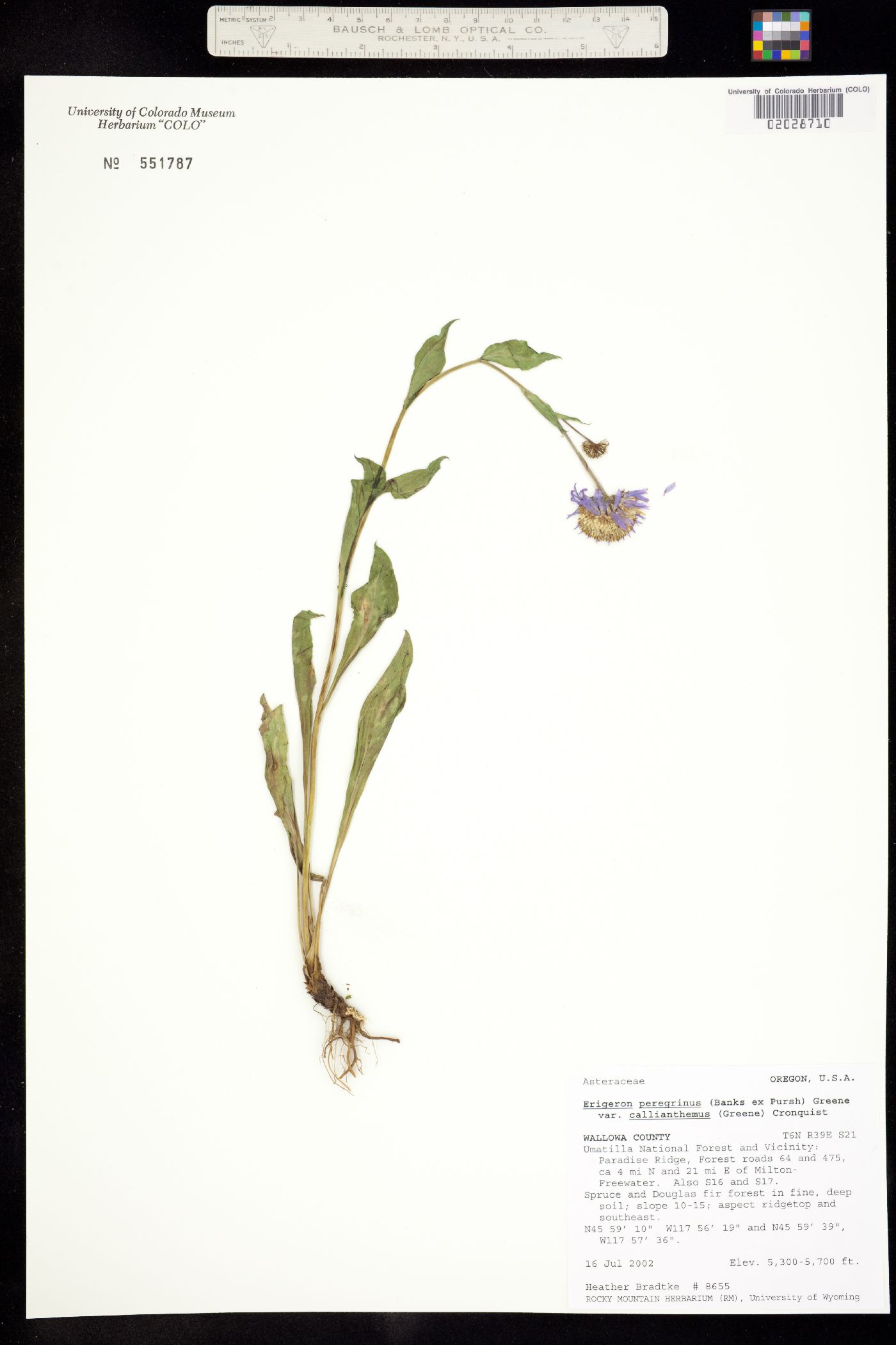 Erigeron glacialis image