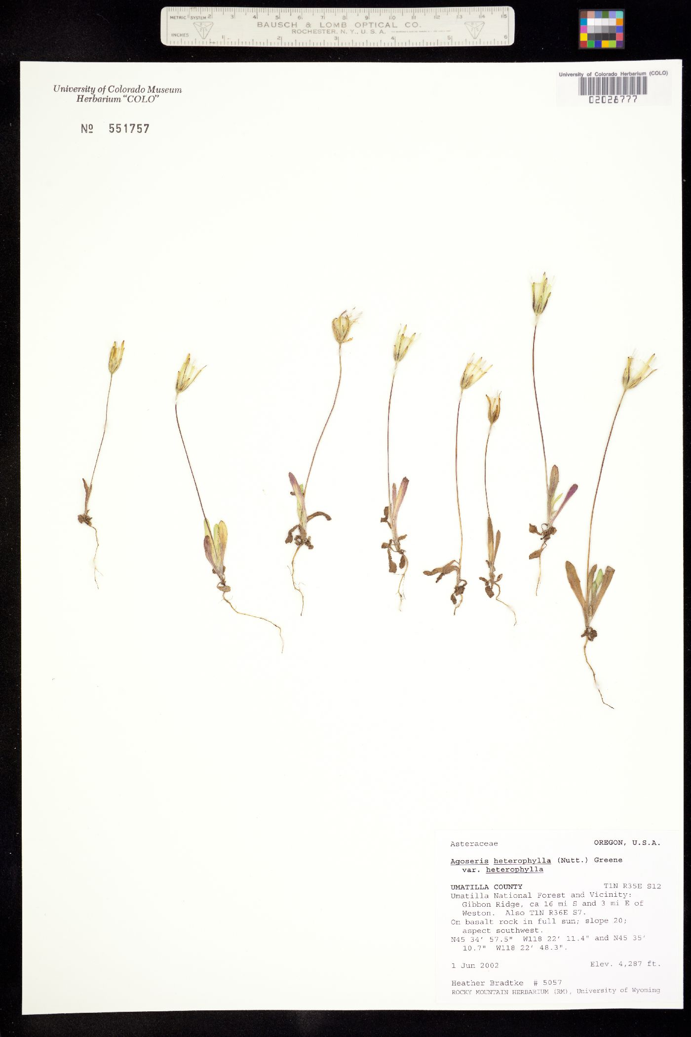 Agoseris heterophylla image