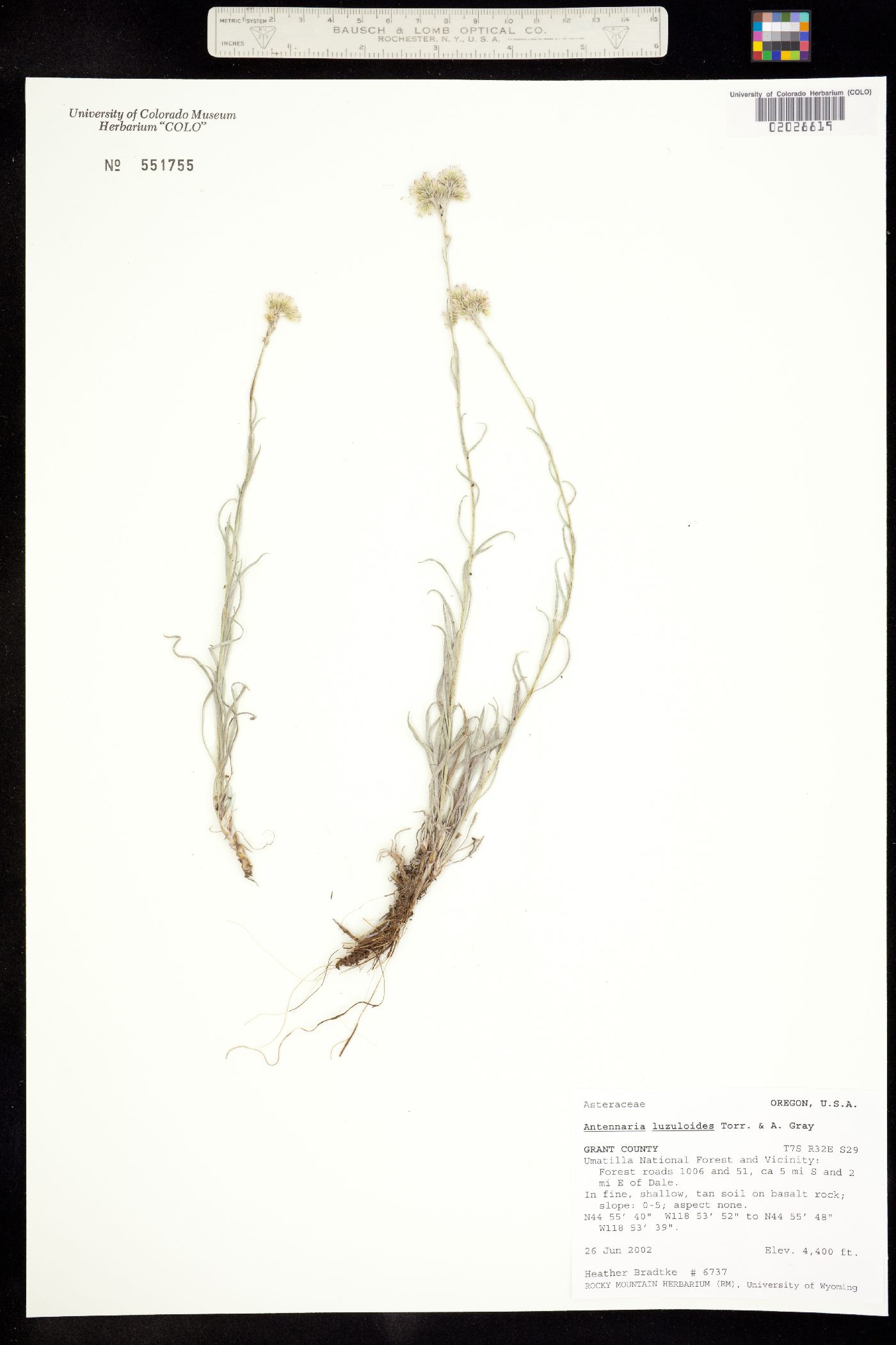 Antennaria luzuloides image