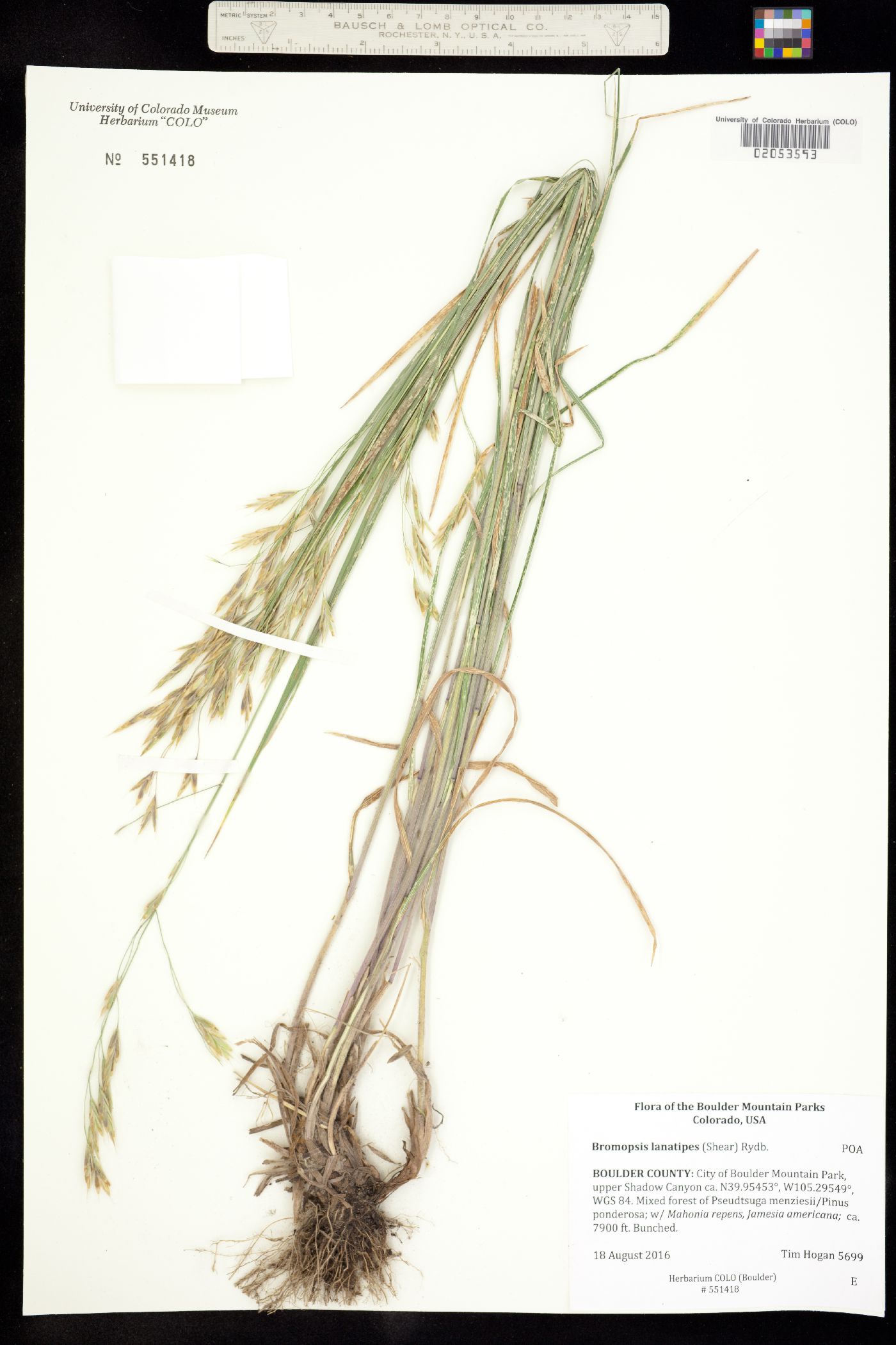 Bromus lanatipes image