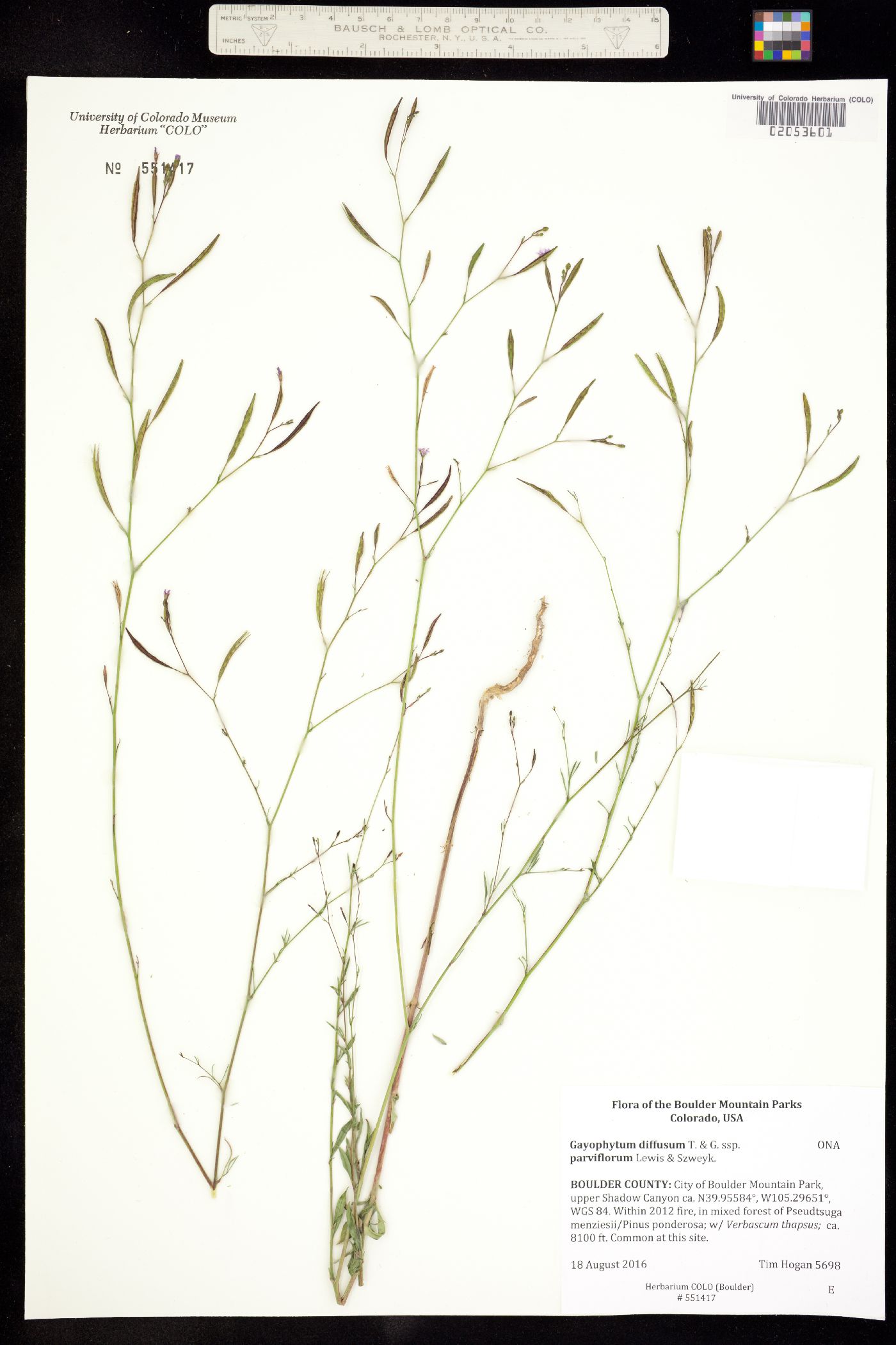 Gayophytum diffusum ssp. parviflorum image