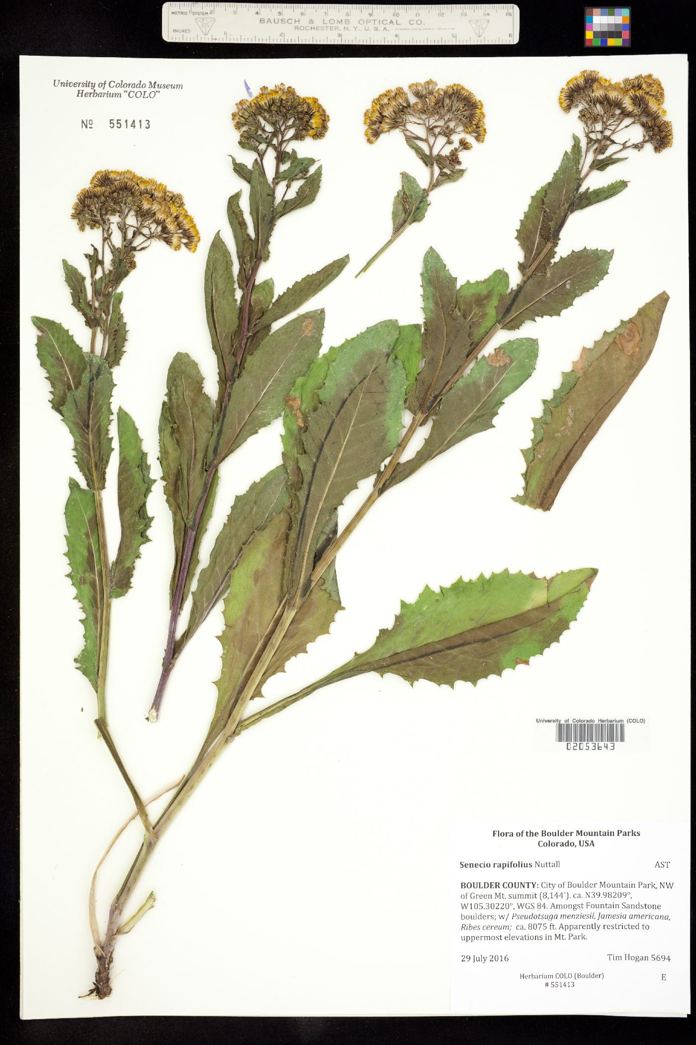Senecio rapifolius image