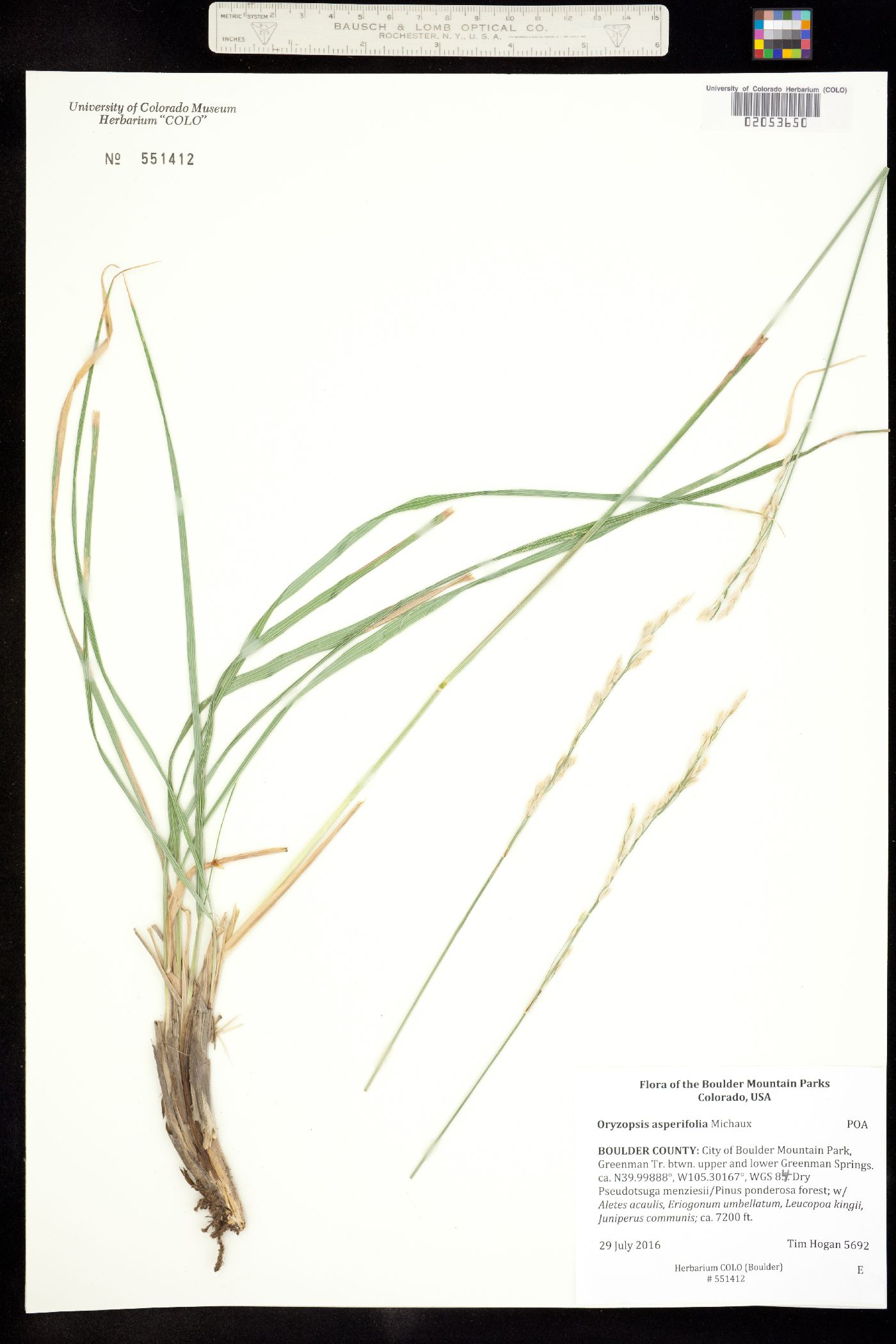 Oryzopsis asperifolia image