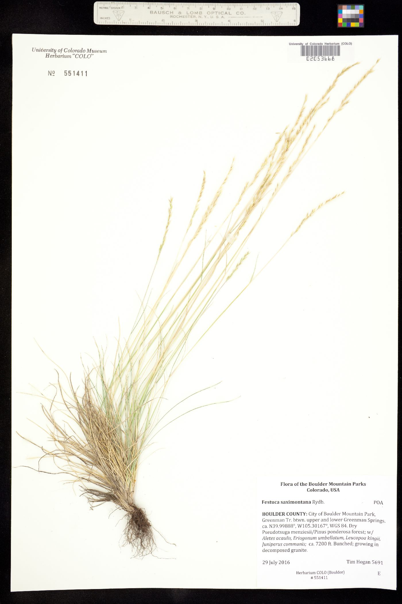 Festuca image