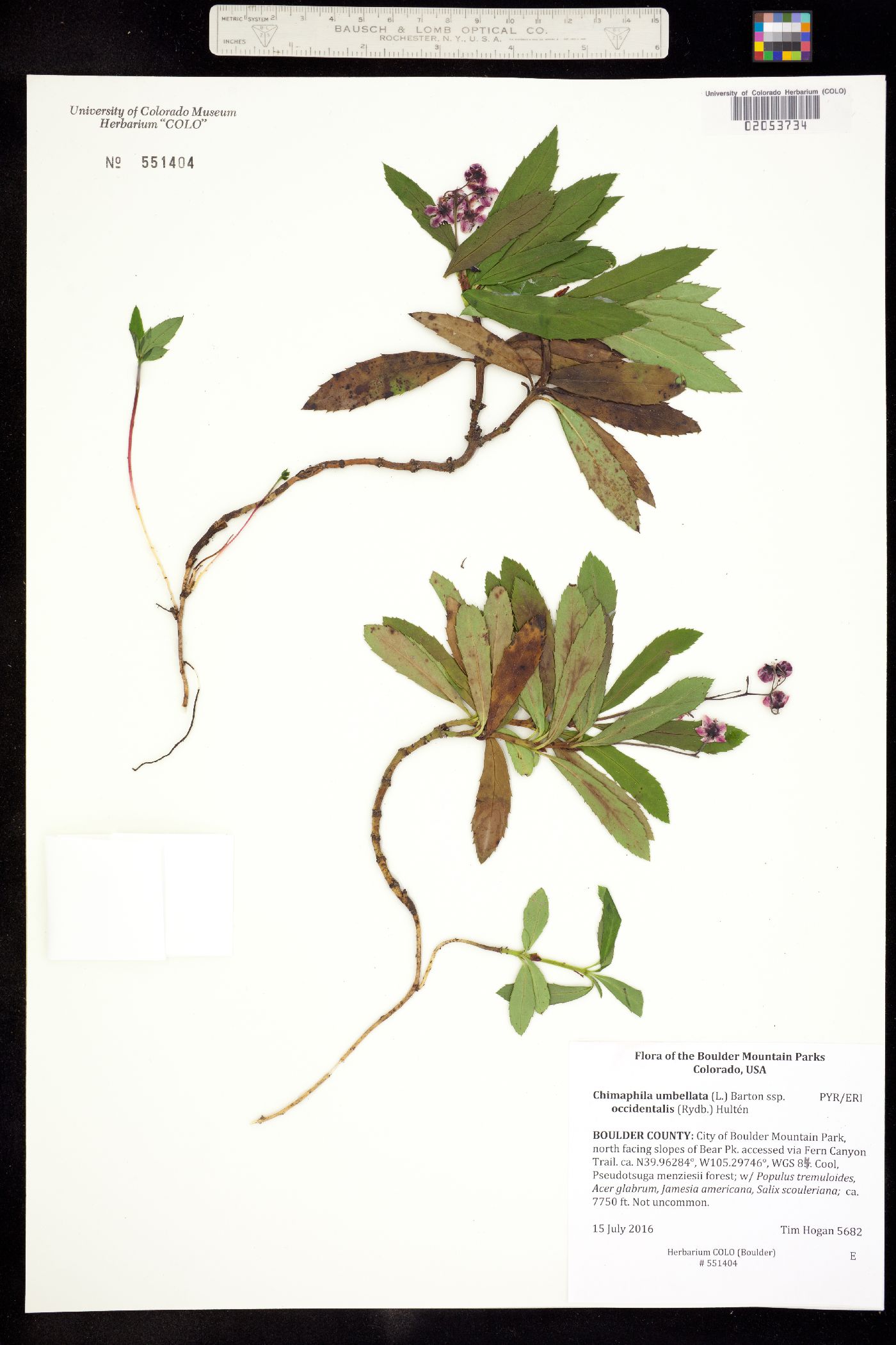 Chimaphila umbellata ssp. occidentalis image