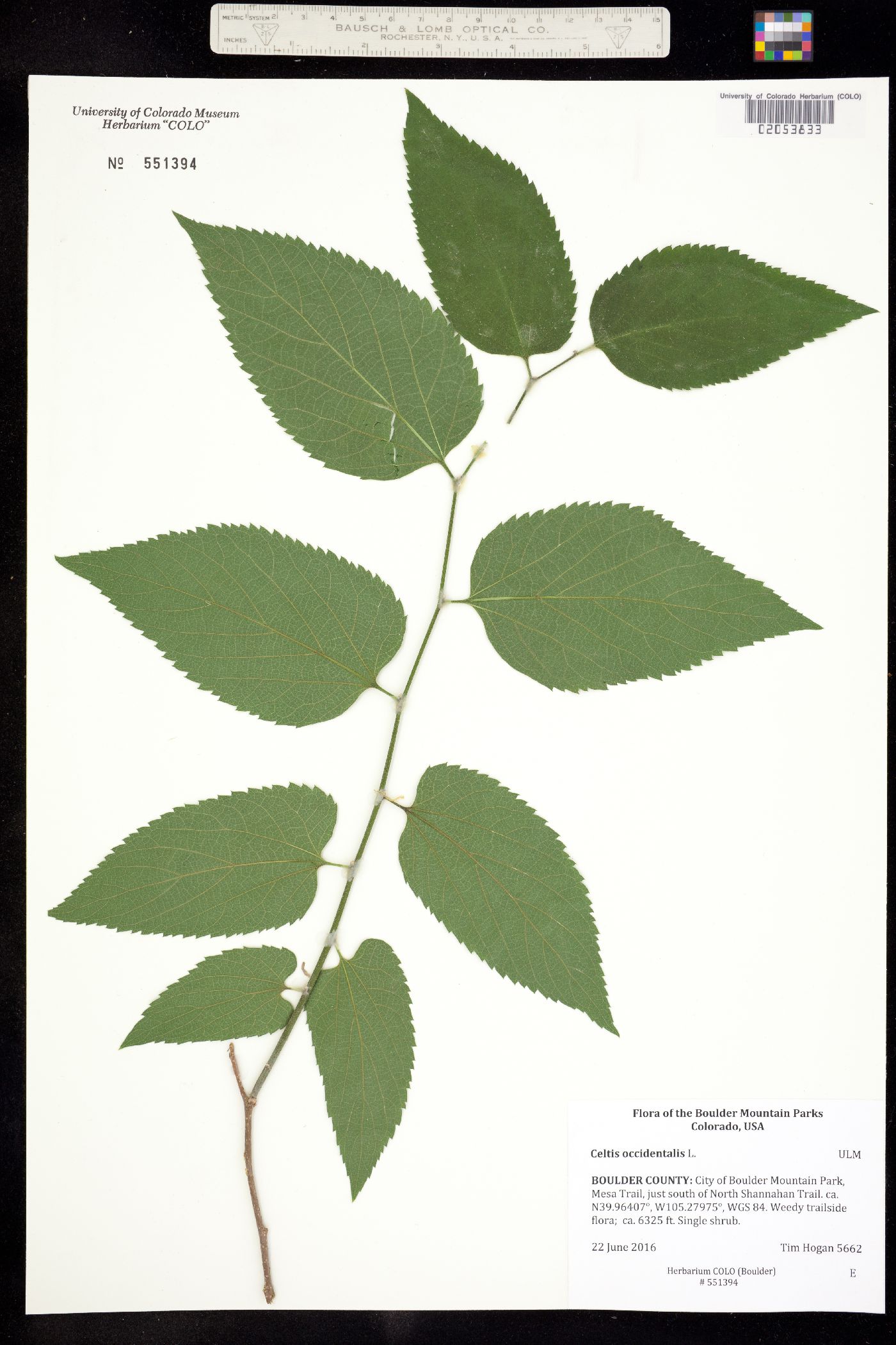 Celtis occidentalis image