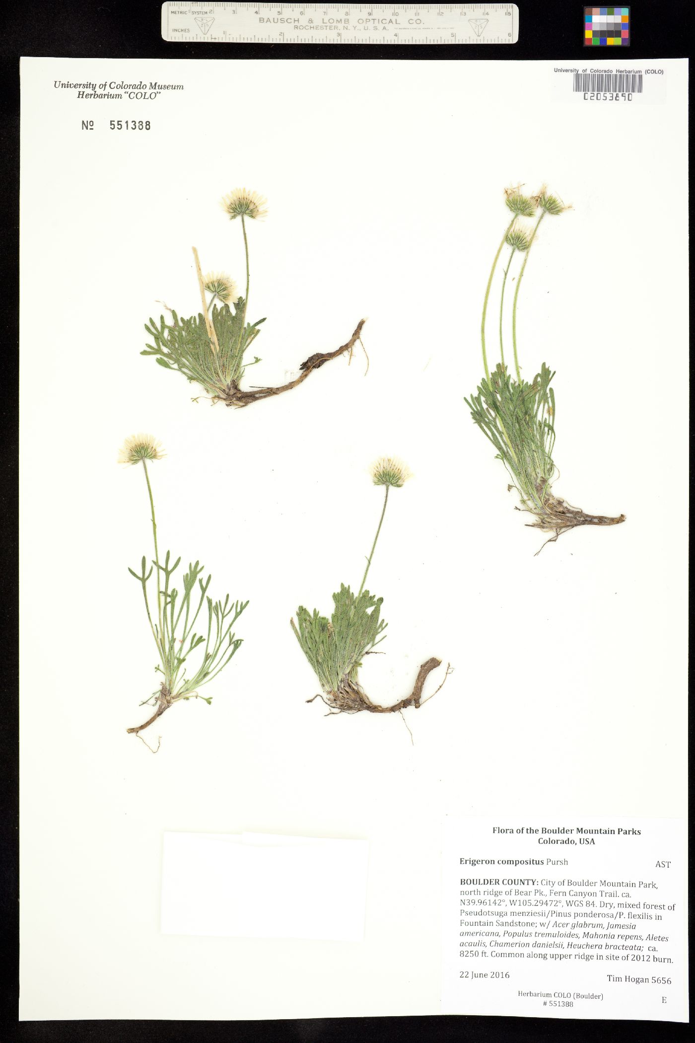 Erigeron compositus image