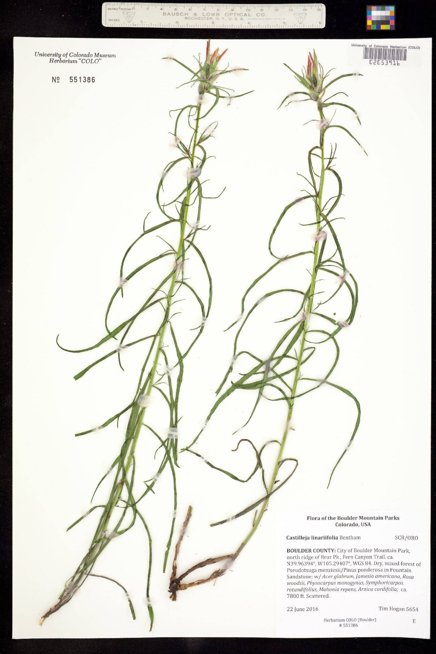 Castilleja linariifolia image