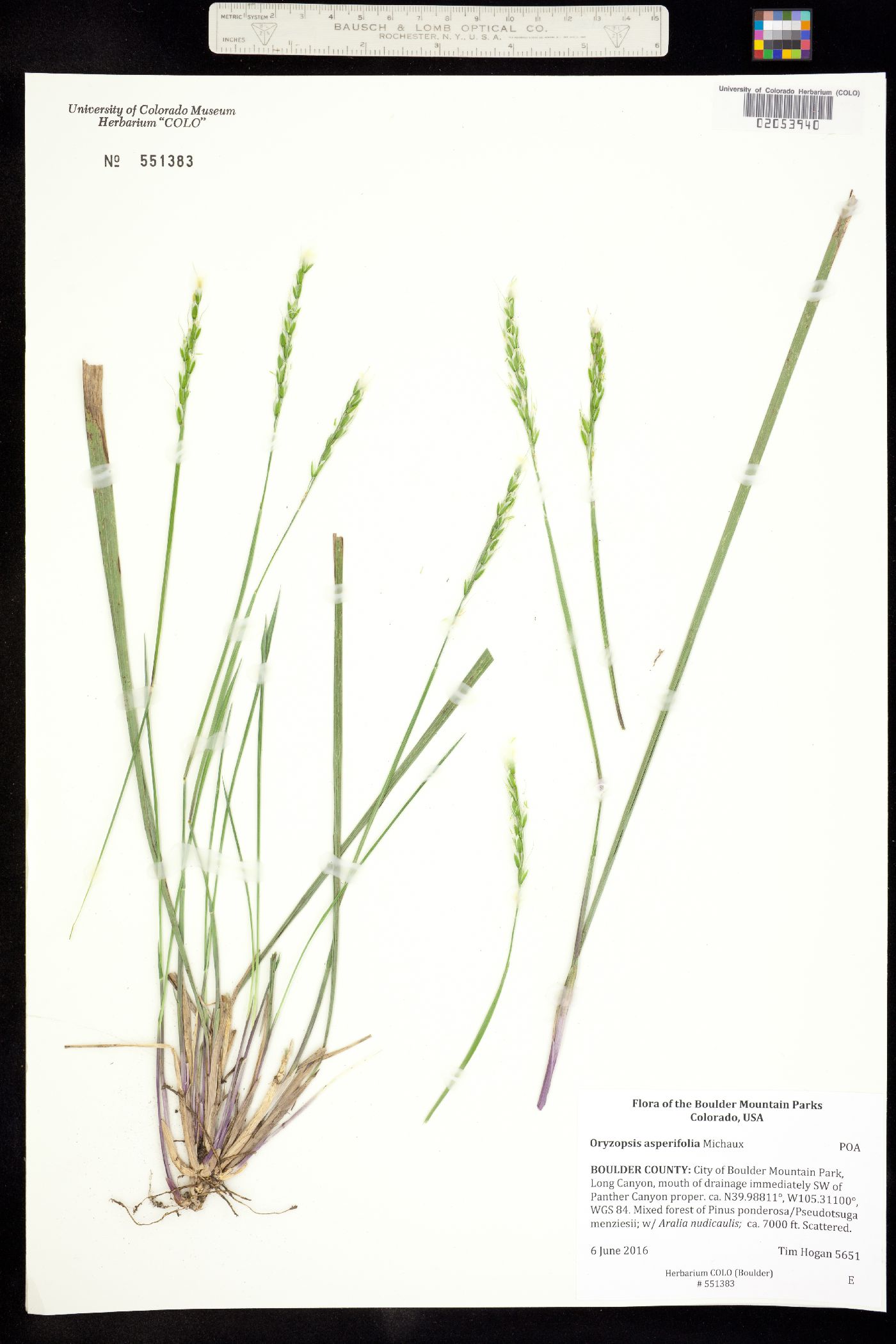 Oryzopsis asperifolia image