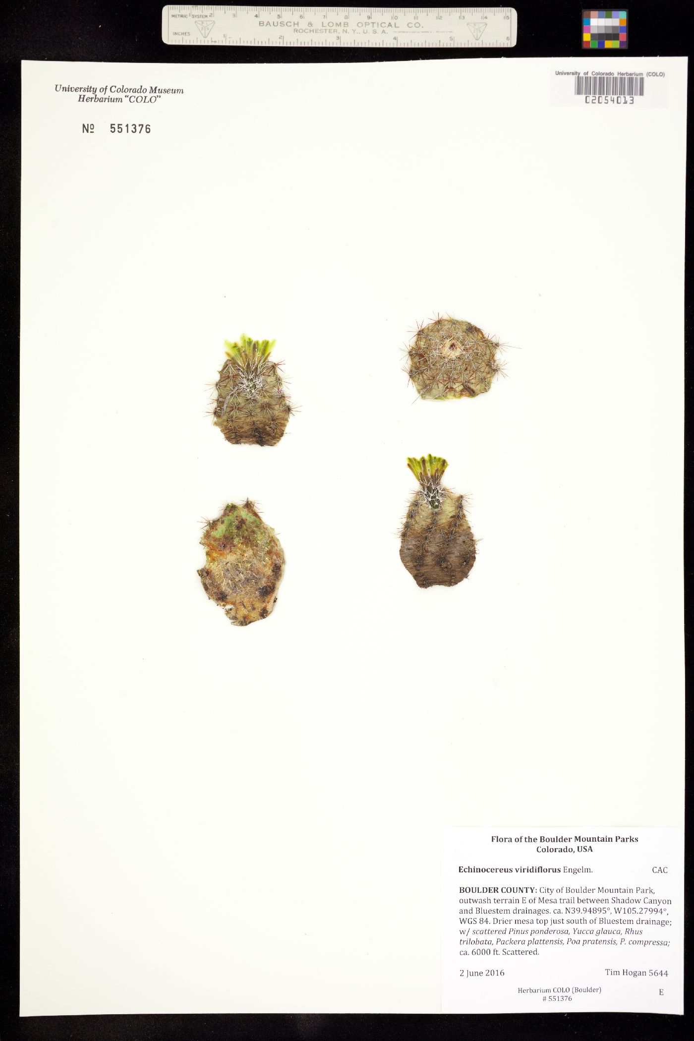 Echinocereus viridiflorus image