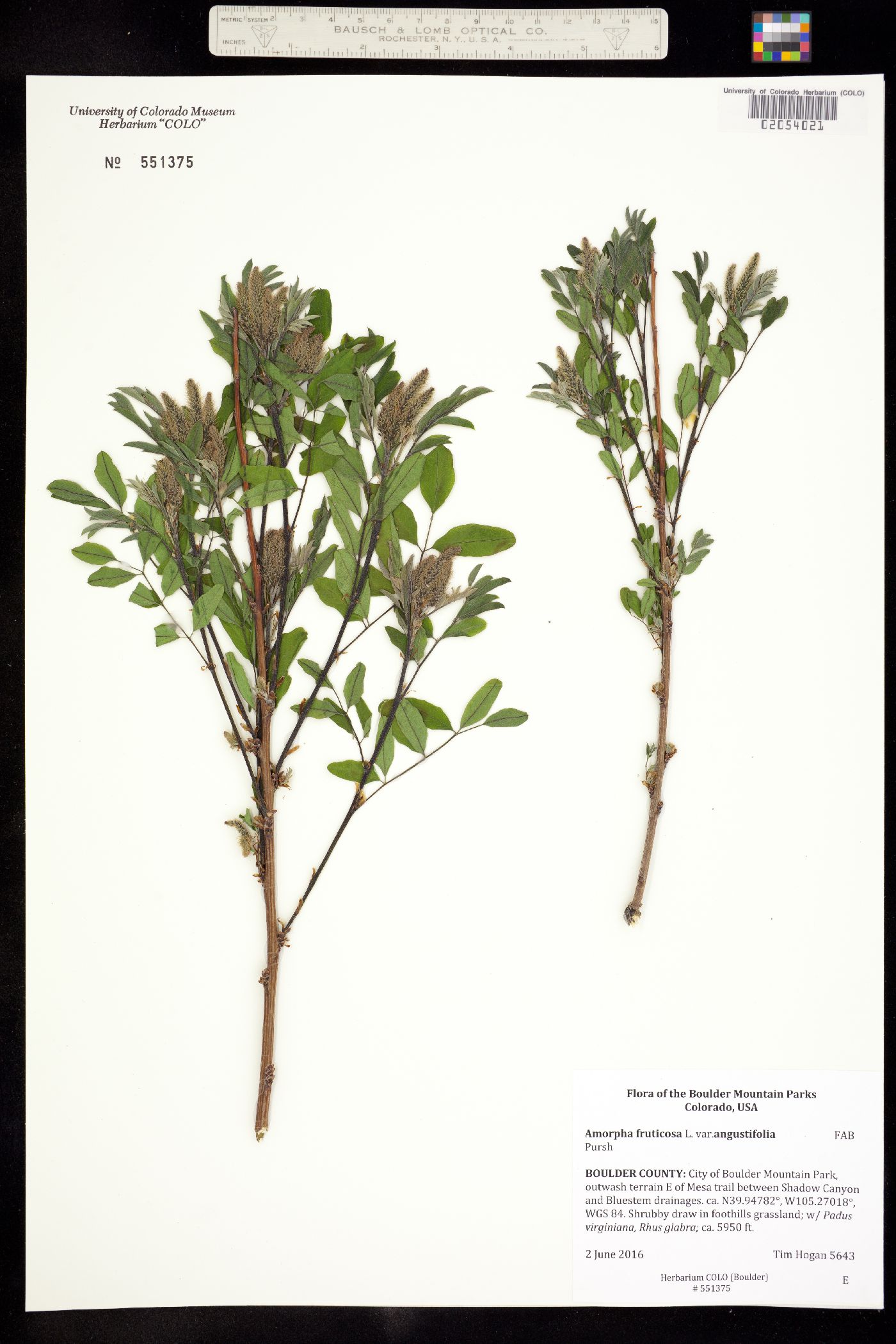Amorpha fruticosa image