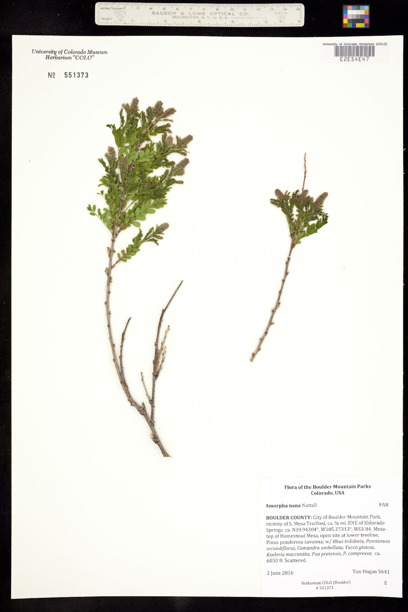 Amorpha nana image