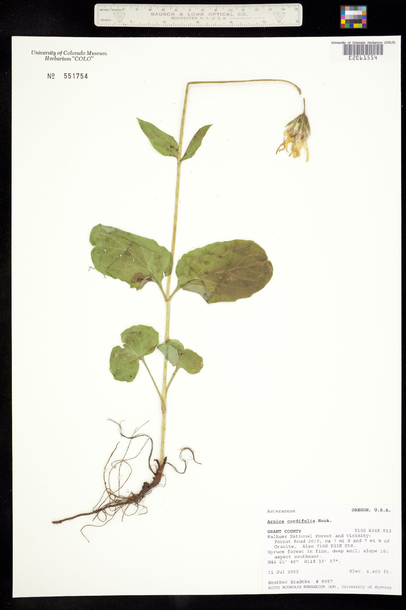 Arnica cordifolia image