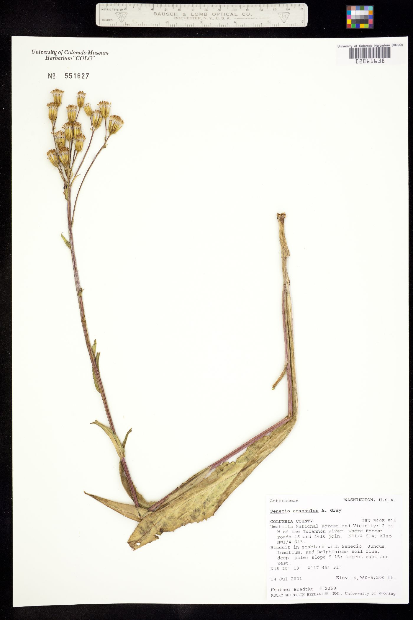 Senecio crassulus image