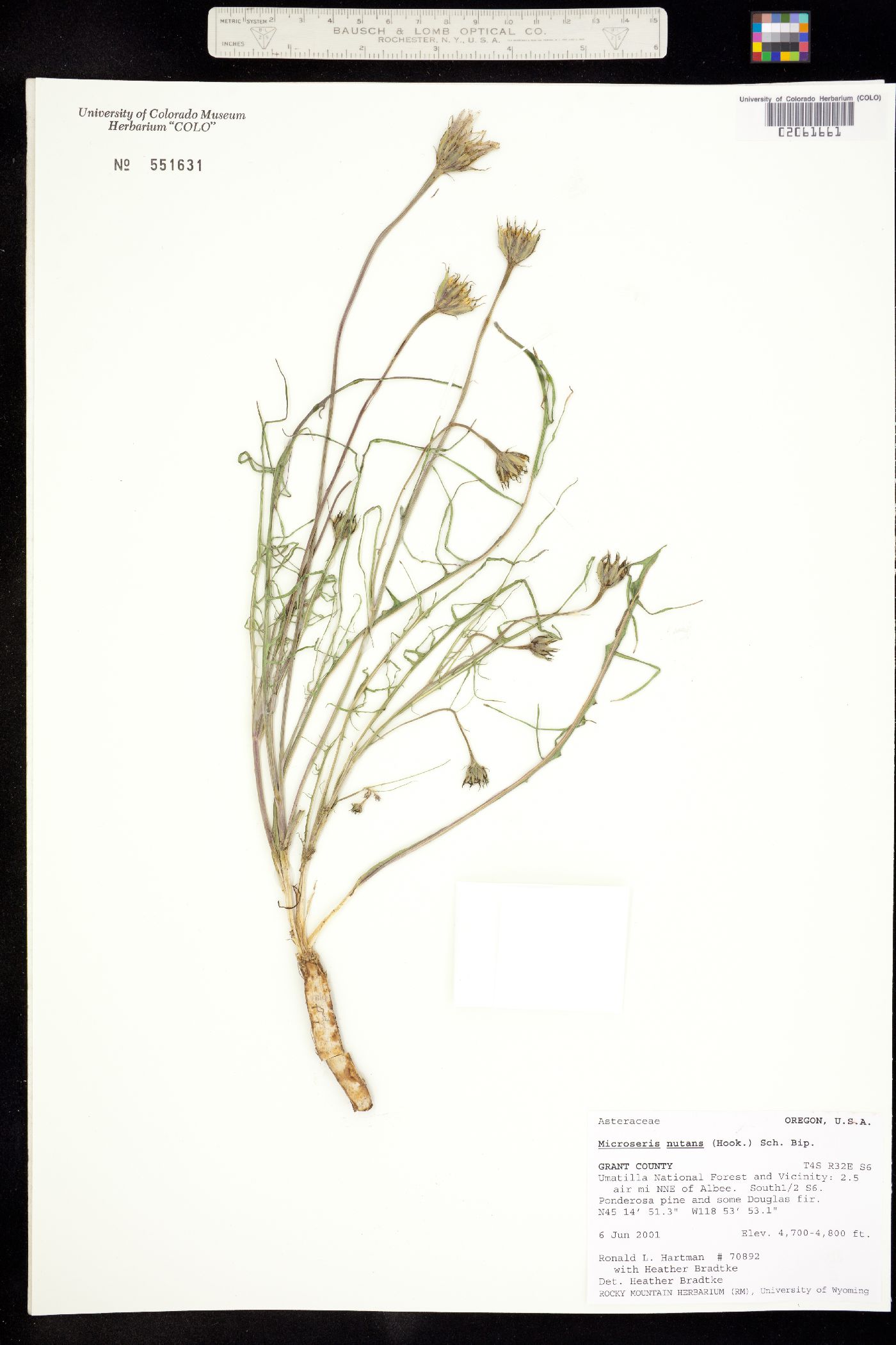 Microseris nutans image