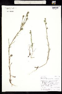 Image of Madia gracilis