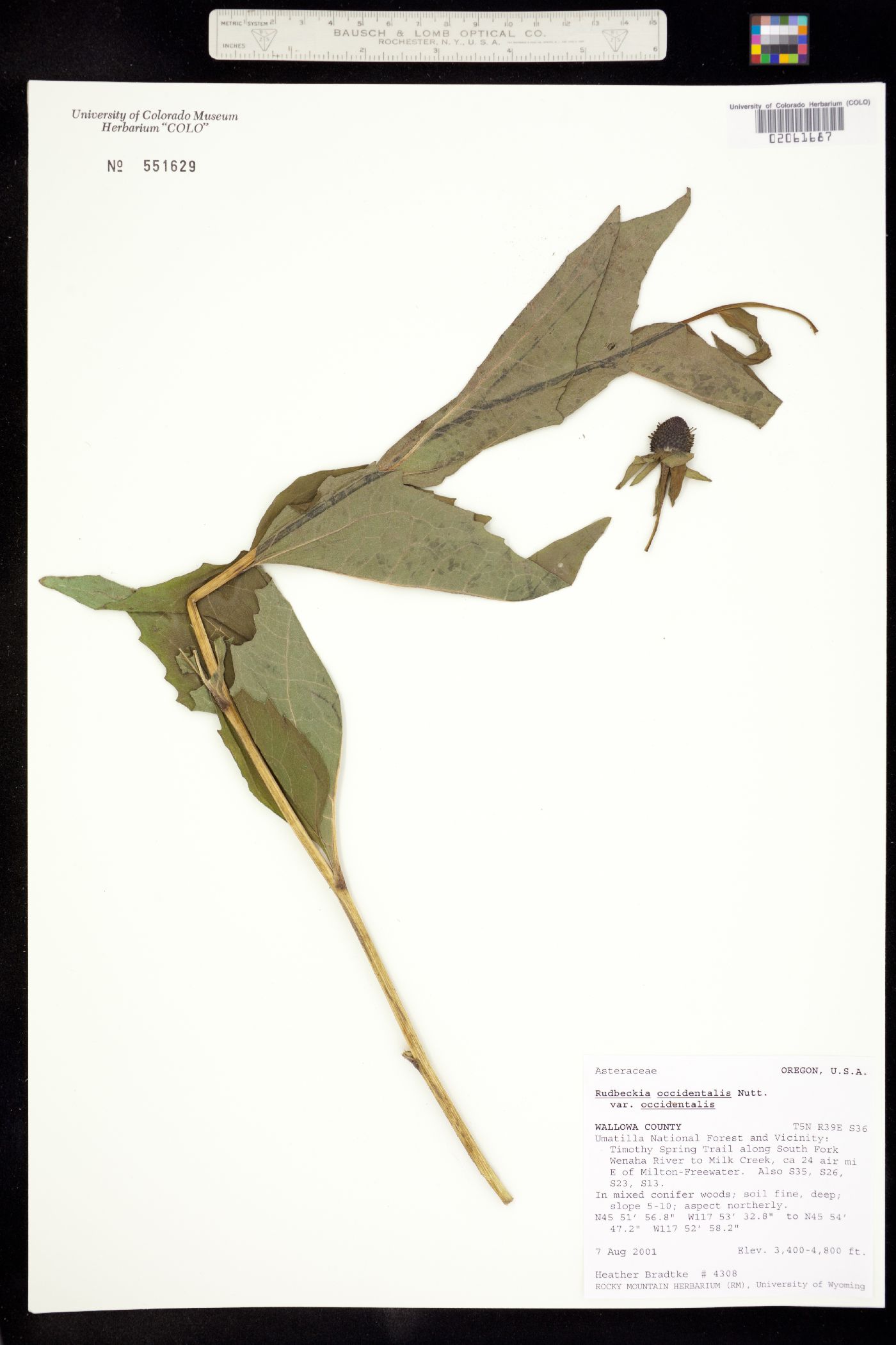 Rudbeckia occidentalis image