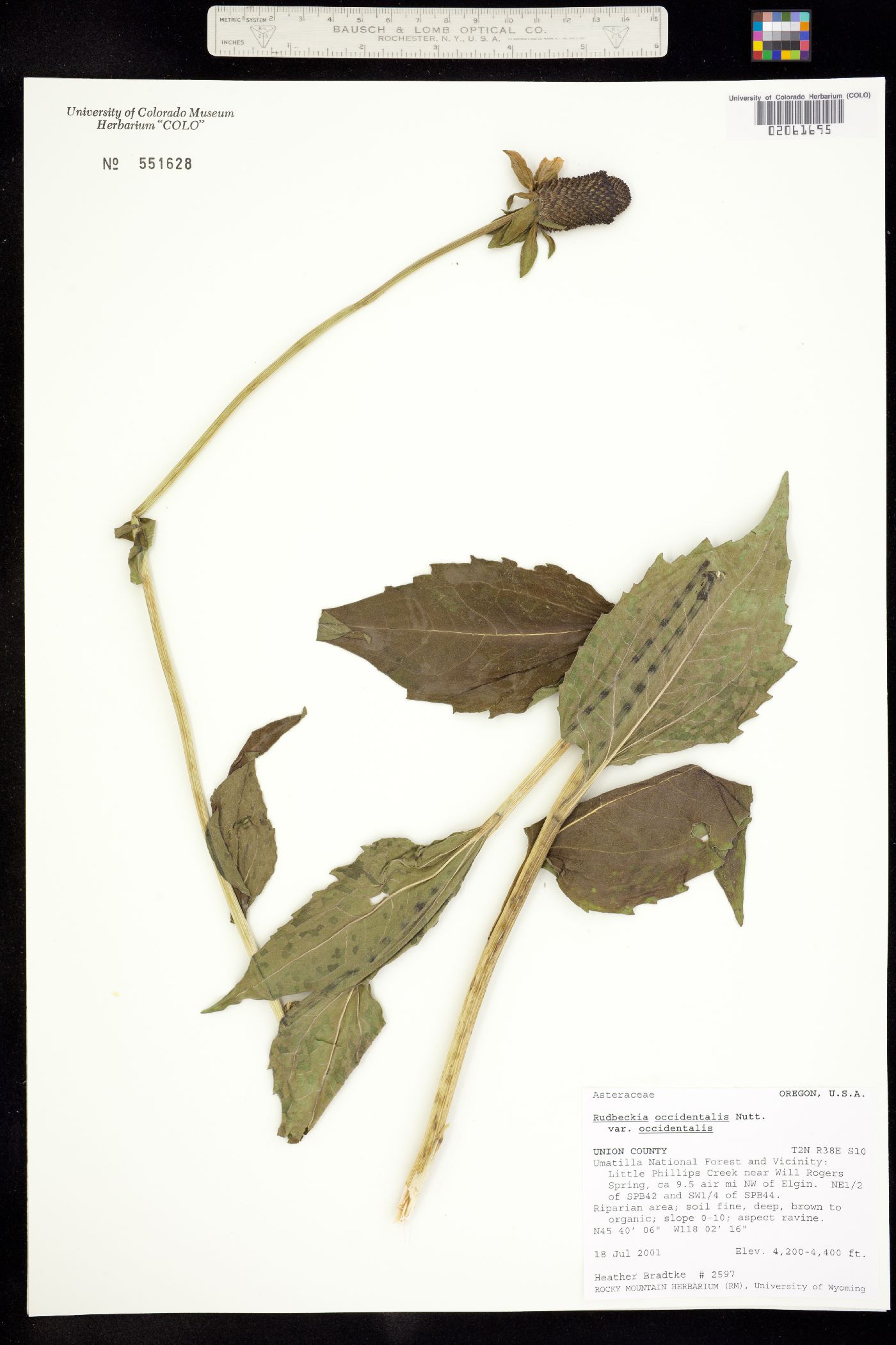 Rudbeckia occidentalis image