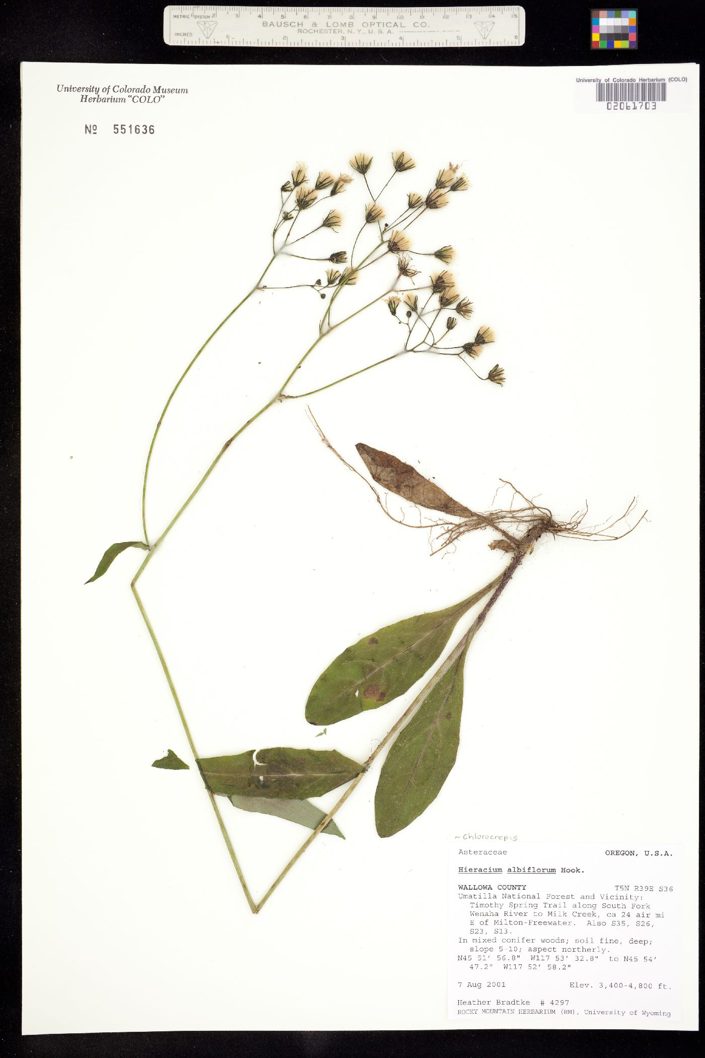 Hieracium albiflorum image
