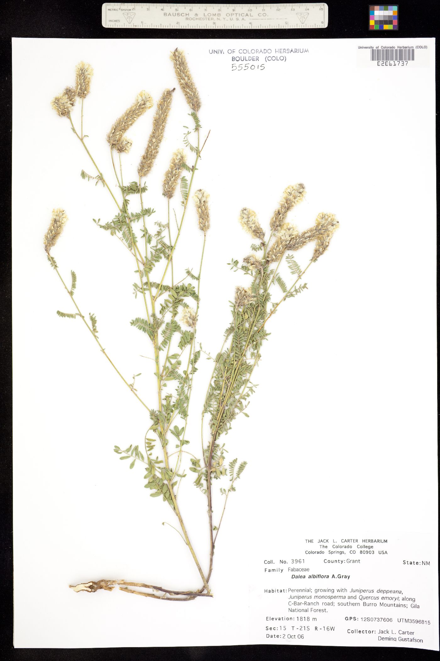 Dalea albiflora image