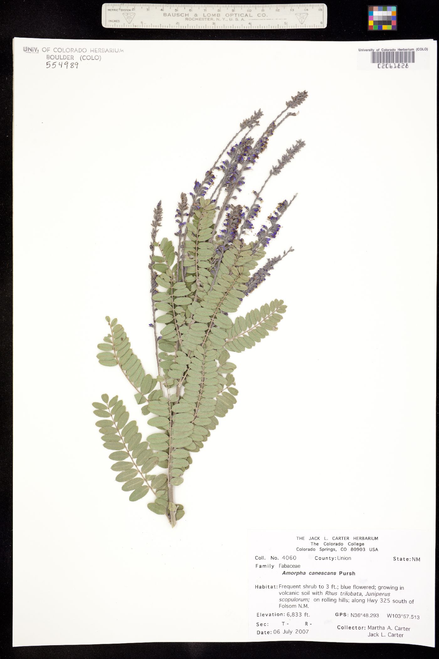 Amorpha canescens image