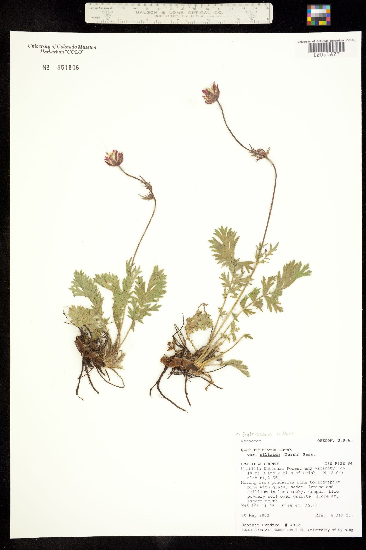Geum triflorum image