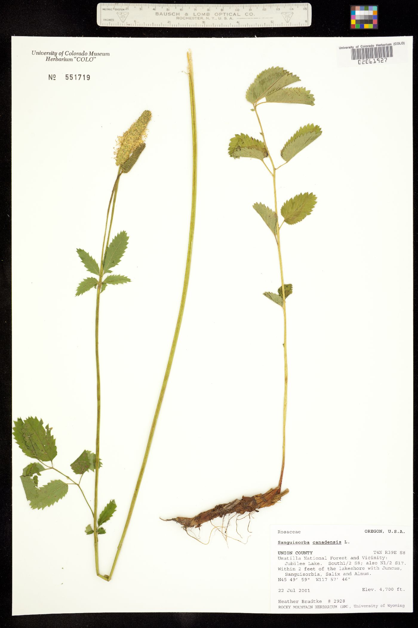 Sanguisorba canadensis image