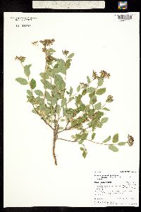 Spiraea betulifolia subsp. lucida image