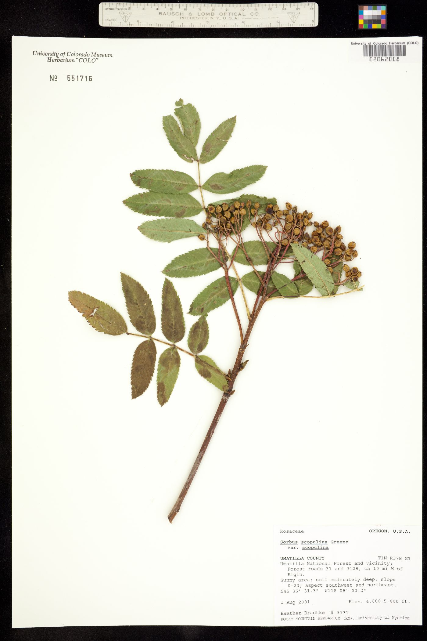 Sorbus scopulina image