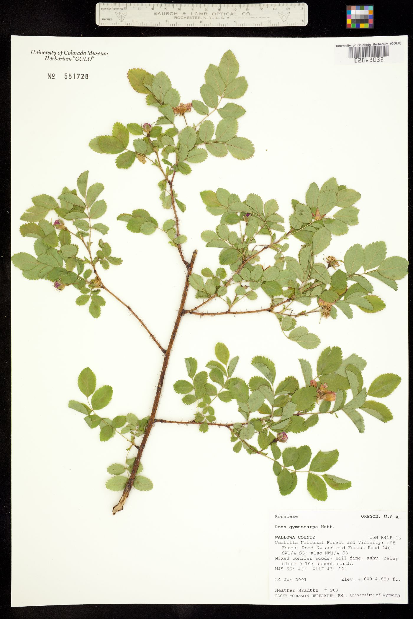 Rosa gymnocarpa image