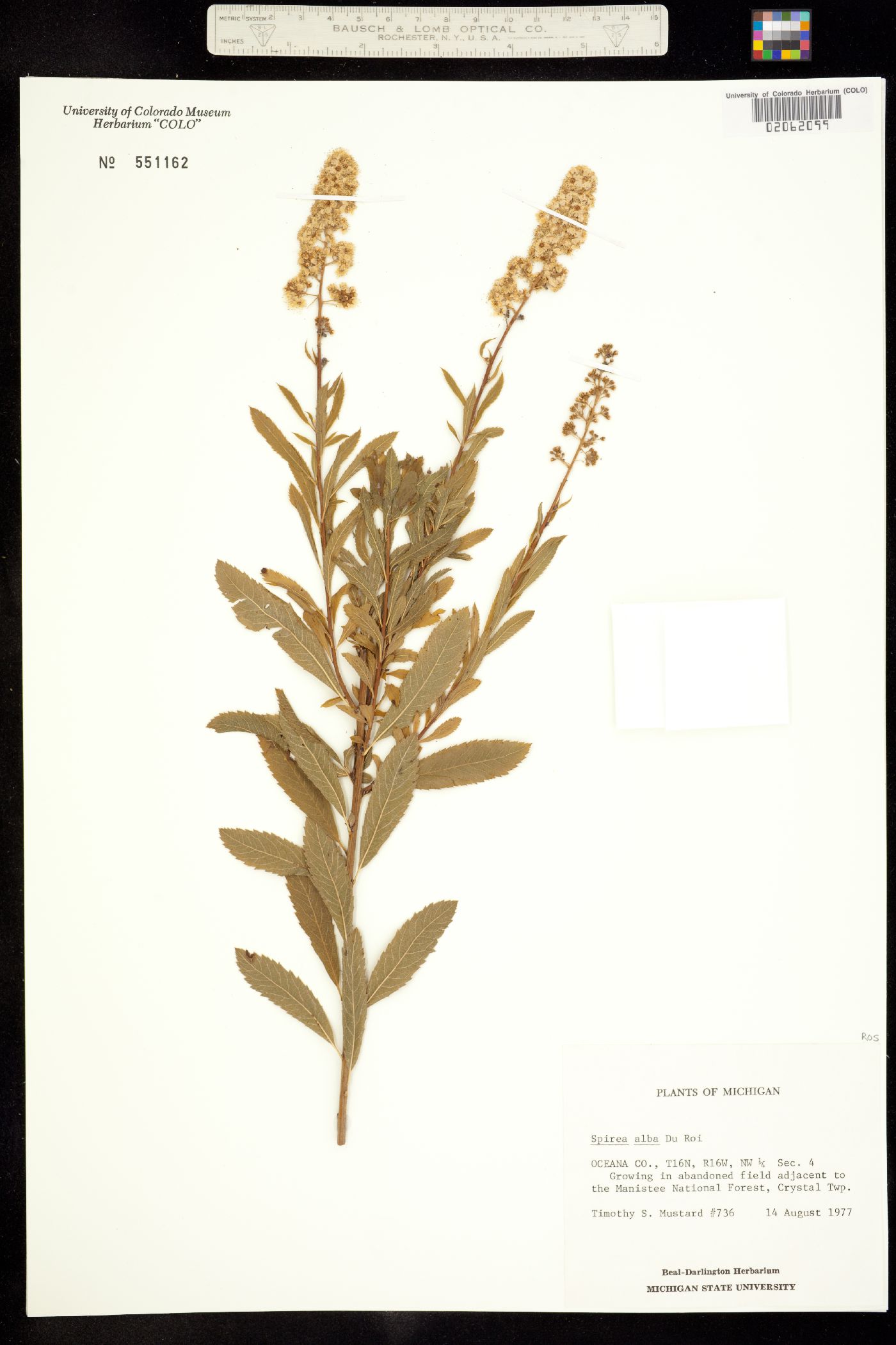Spiraea alba image