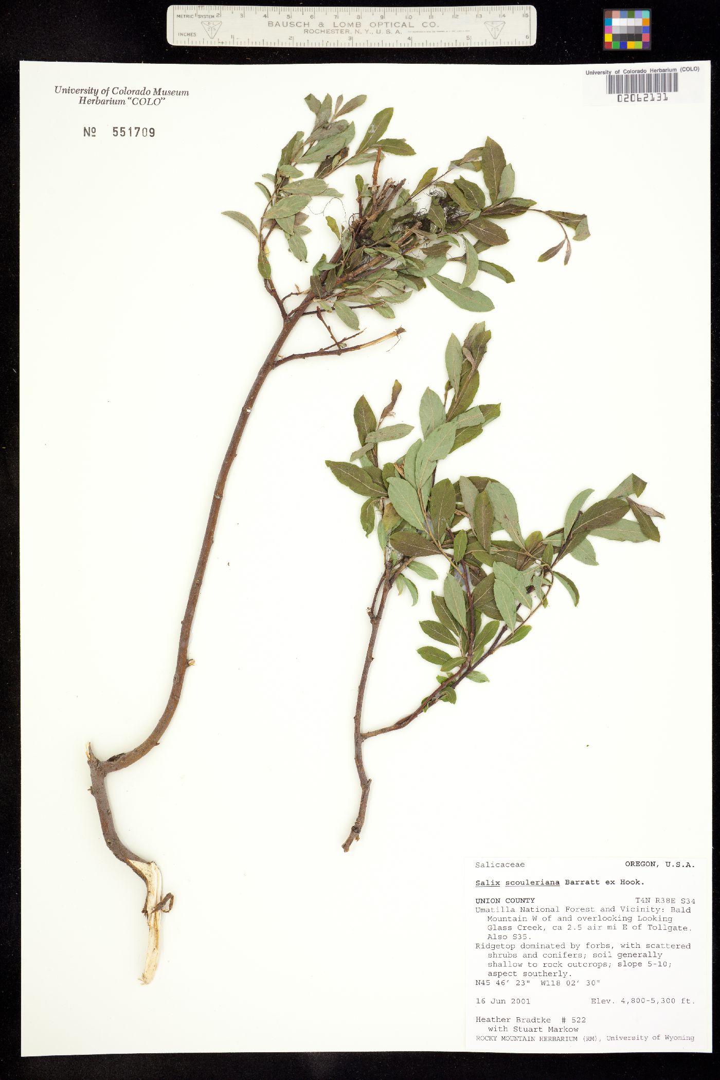 Salix scouleriana image