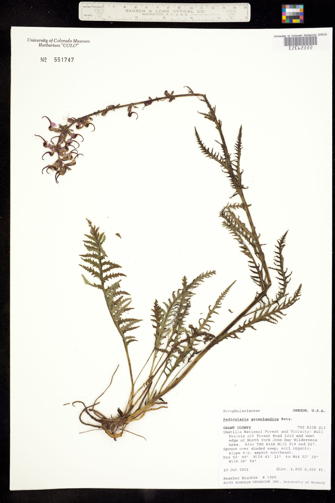 Pedicularis groenlandica image