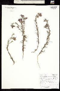 Image of Cordylanthus capitatus