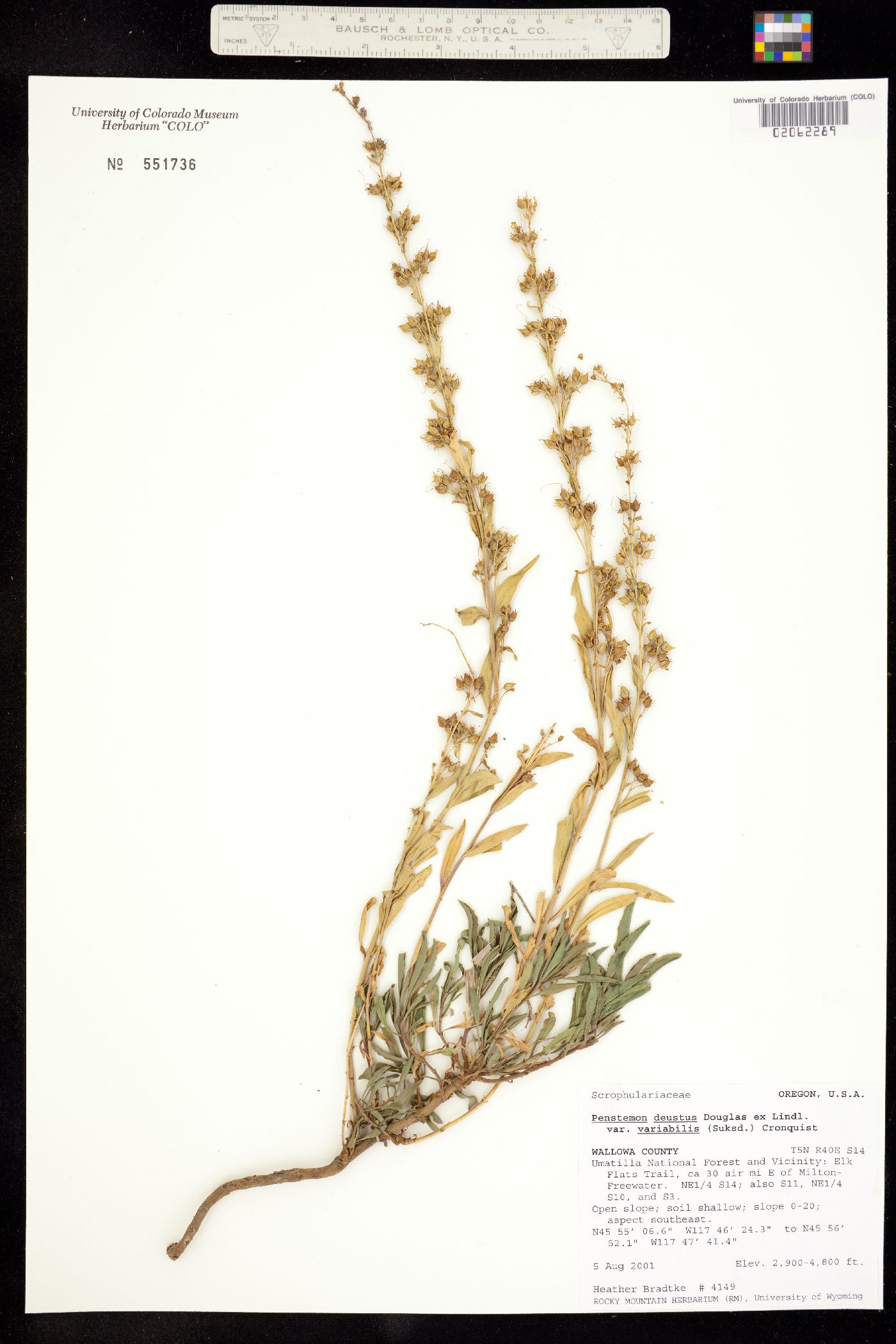 Penstemon deustus subsp. variabilis image