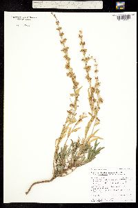 Penstemon deustus subsp. variabilis image