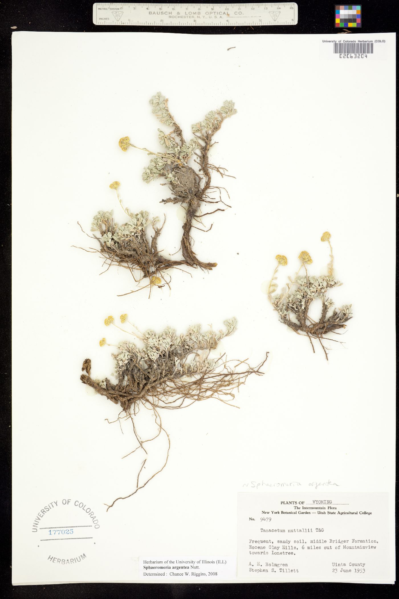Sphaeromeria argentea image