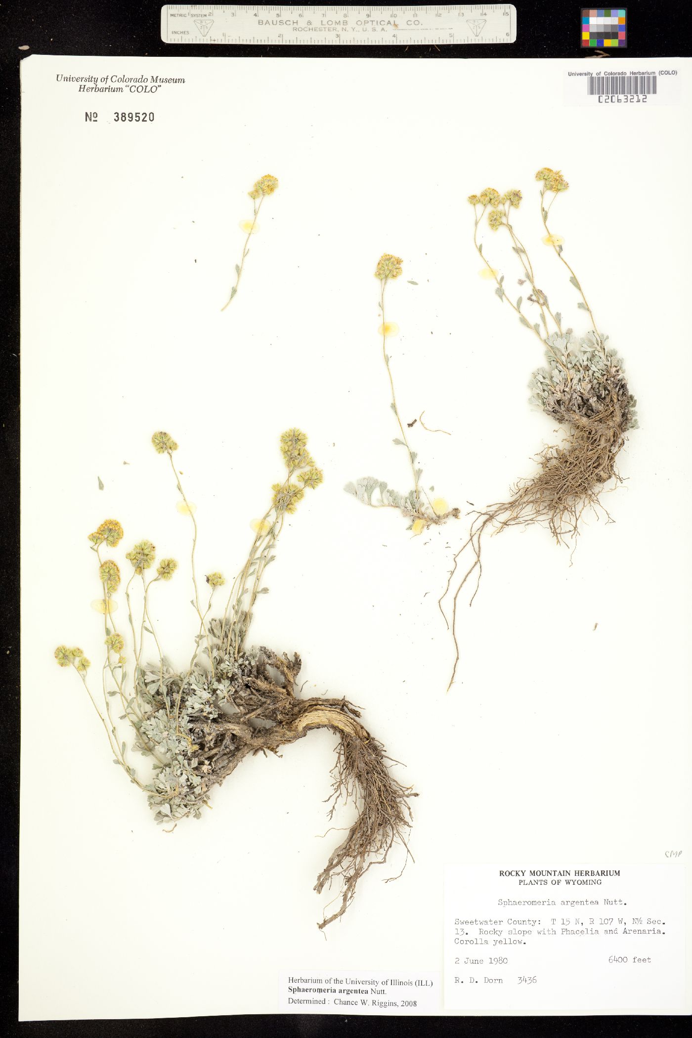 Sphaeromeria argentea image