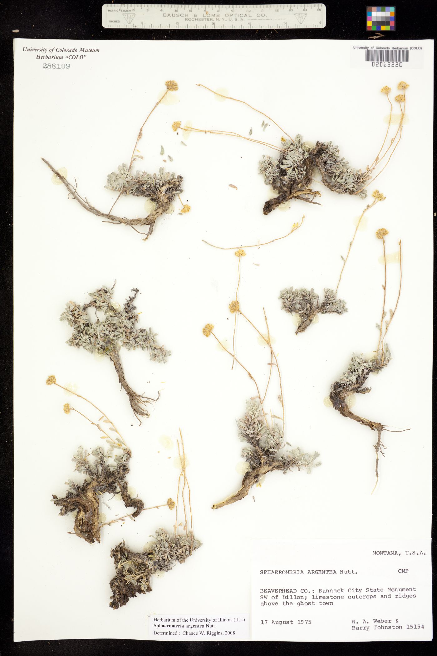 Sphaeromeria argentea image